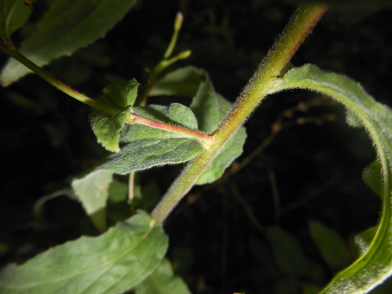 Epilobium parviflorum / Garofanino minore